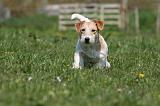 JACK RUSSEL 111